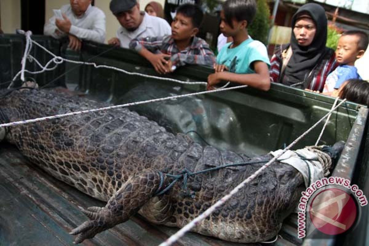 Buaya penyerang bocah dievakuasi ke Pekanbaru