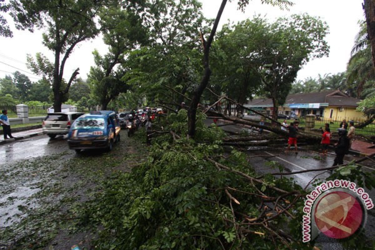 Hujan angin landa Bogor tumbangkan sejumlah pohon