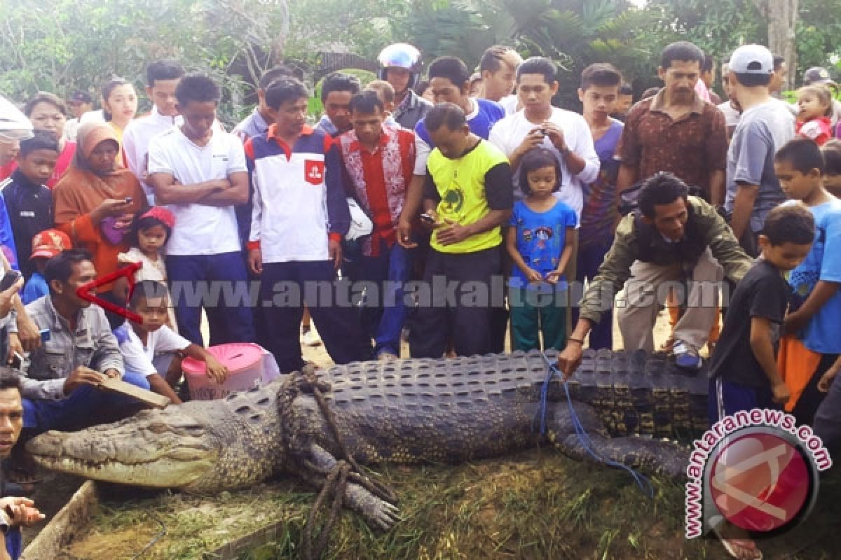 Ternyata! Buaya Mengganas Akibat Kelaparan