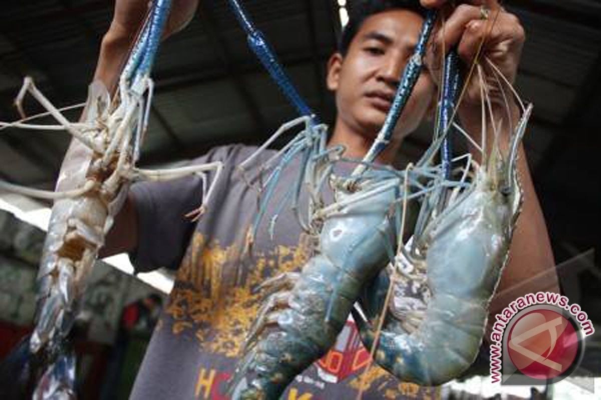 Distankan Banjarmasin Targetkan Budidaya Sejuta Lobster