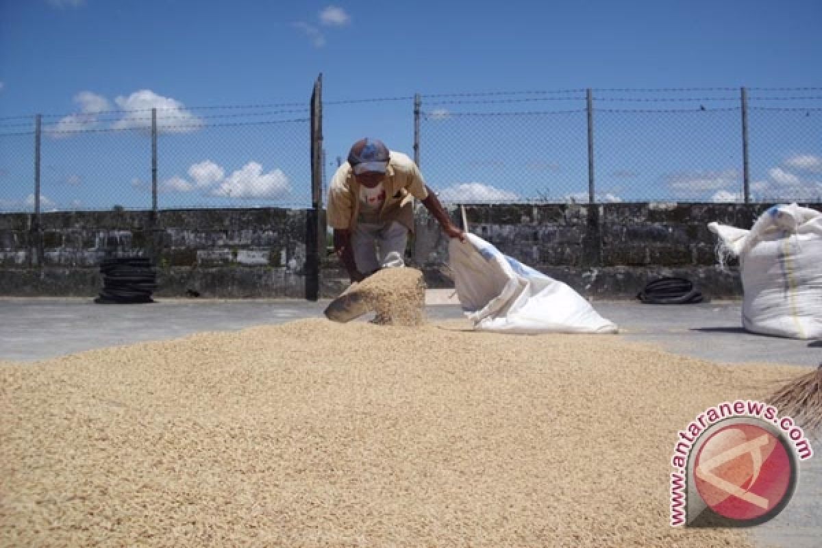 Harga gabah petani Mukomuko Rp4.200 per kg