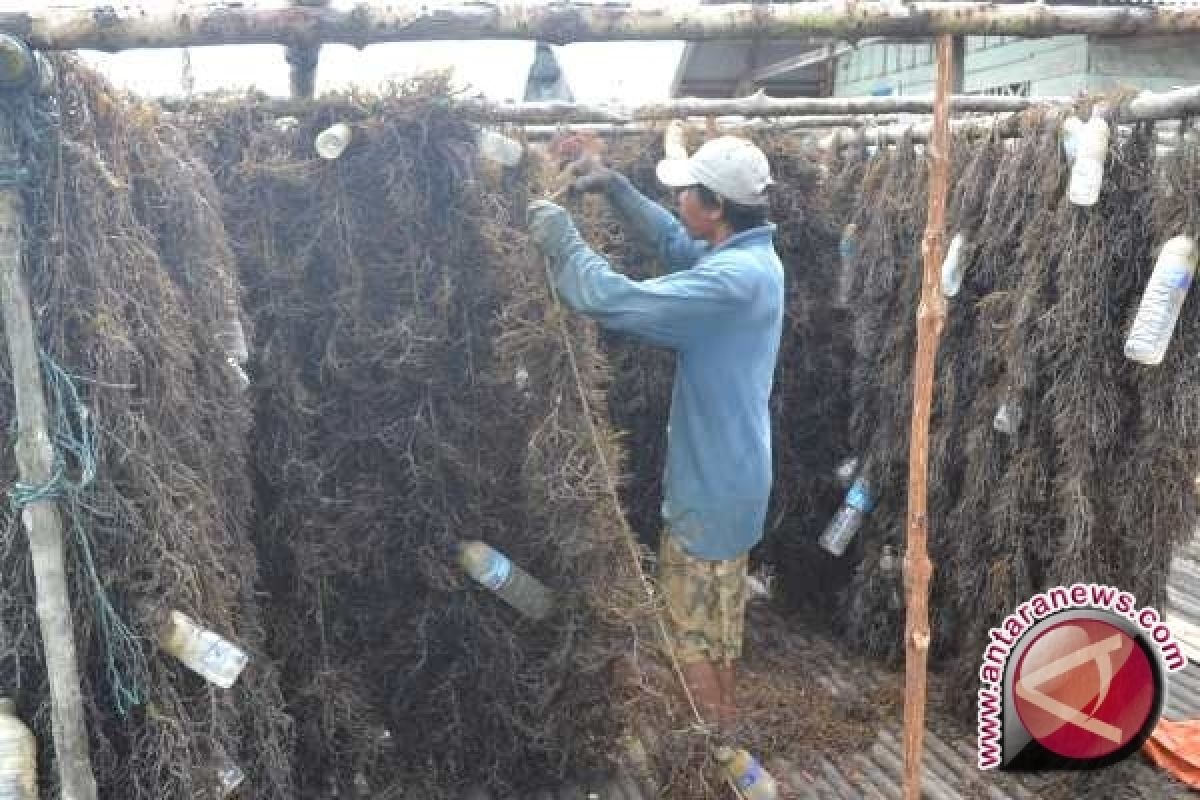 Desa Pesisir Budidayakan Rumput Laut