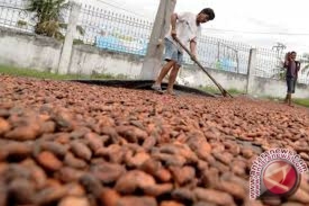 Petani Enggan Jual Kakao