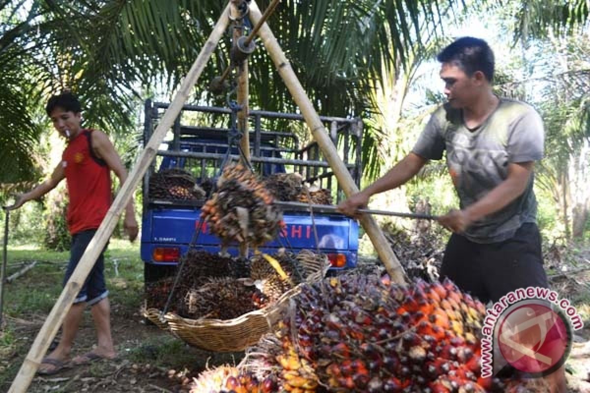 Produksi buah sawit petani Mukomuko turun drastis 