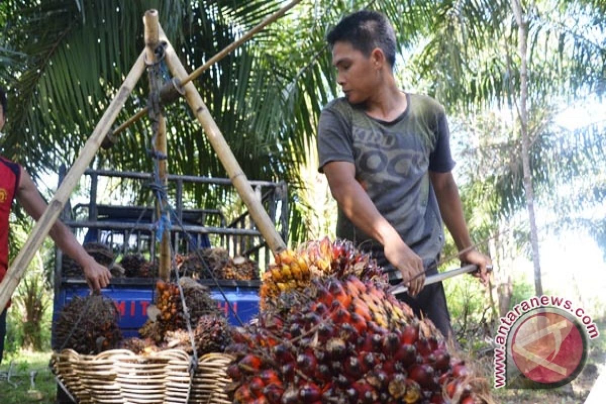 Petani Mukomuko keluhkan rendahnya harga TBS sawit