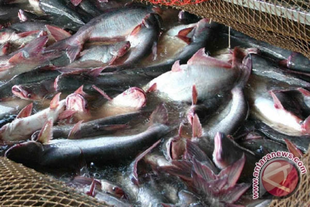 Warga Tabalong Kembangkan Ikan Patin Melalui Bioflok