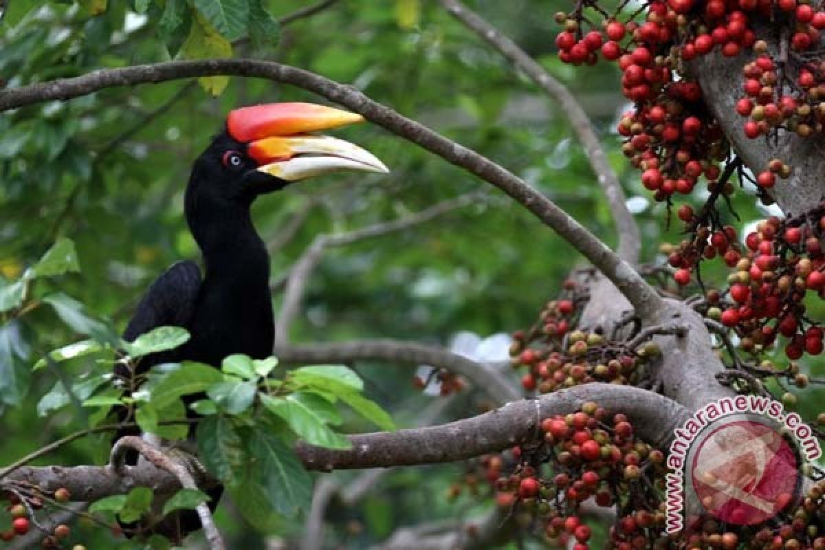 Pegiat bersihkan jerat burung di Kerinci Seblat