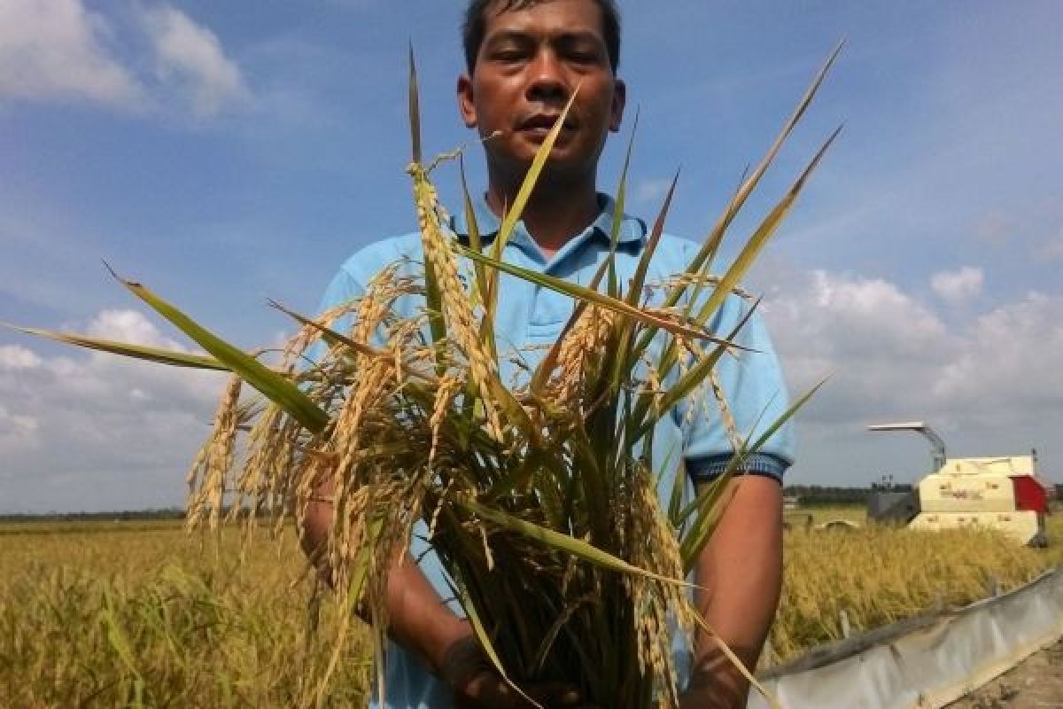 Petani Semparuk Optimistis Produktivitas 20 Ton/Hektare 