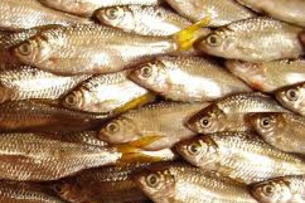 Gubernur: Populasi Ikan Bilih harus Diselamatkan