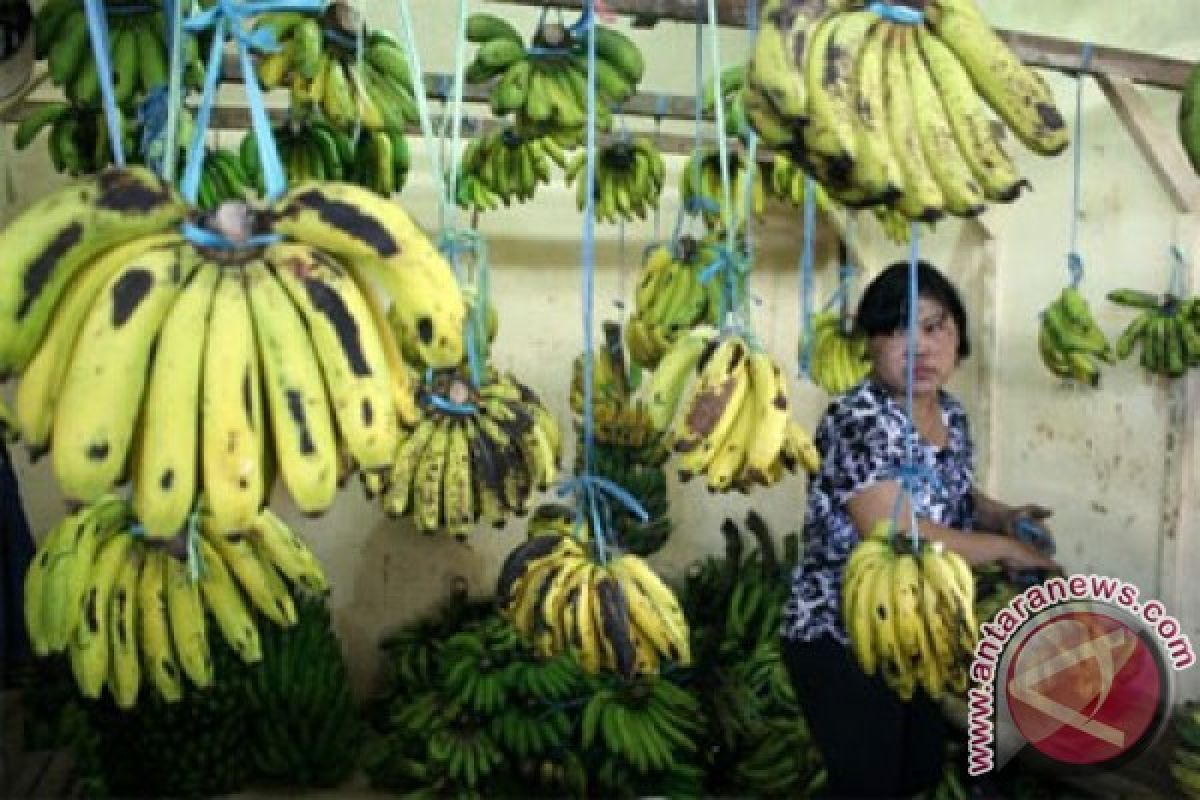 Kementan: Pisang Mas Lampung ekspor perdana ke Tiongkok