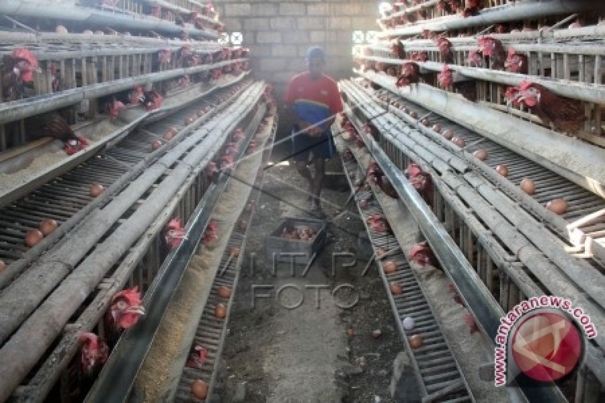 Peternak Ayam Gorontalo Utara Gulung Tikar 