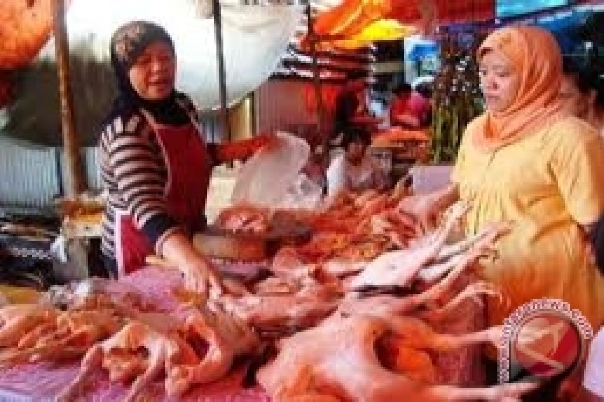 Pedagang ayam Manado pasok kebutuhan Gorontalo 