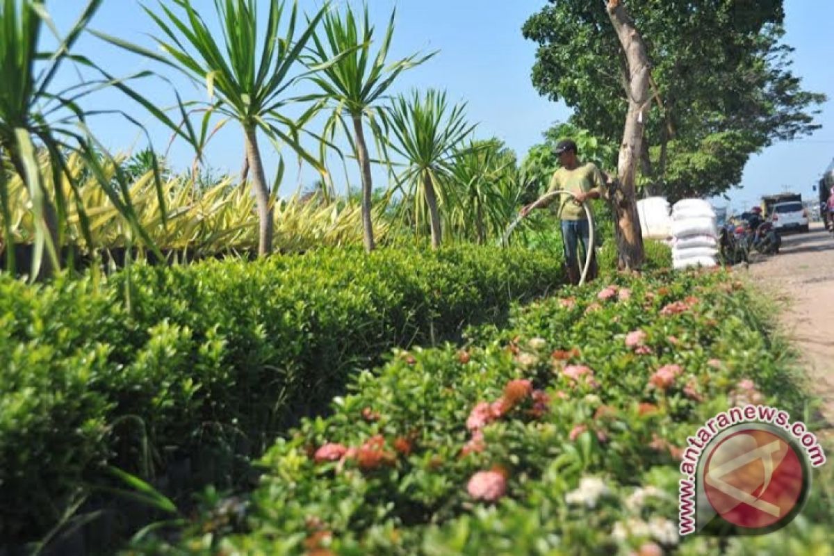 Warga Palembang percantik pekarangan dengan tanaman hias