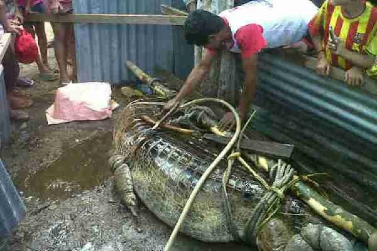 Seekor Buaya Dievakuasi Dari Sungai Duri Bengkayang