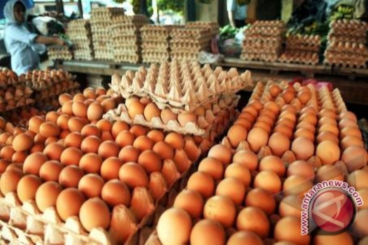 Stok Telur Ayam Pangkalpinang 34 Ton