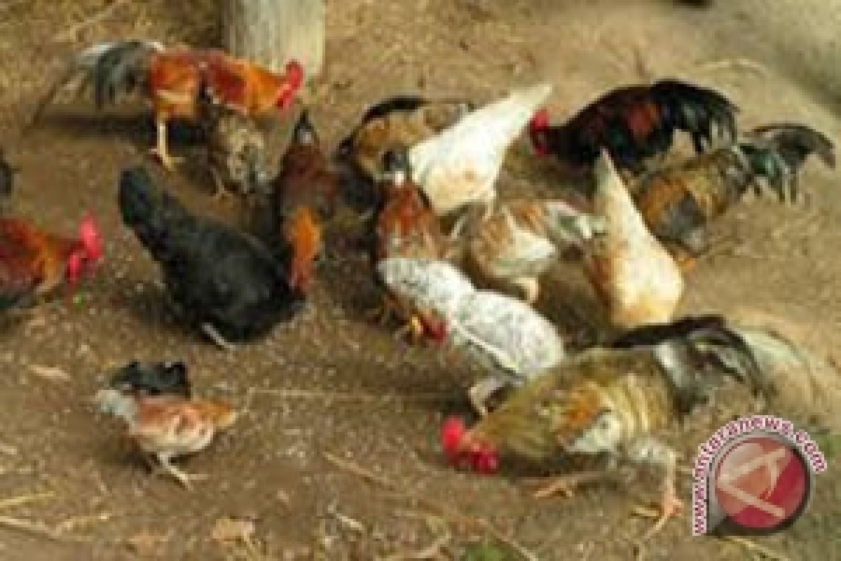 Harga Ayam Kampung di Lampung Timur naik