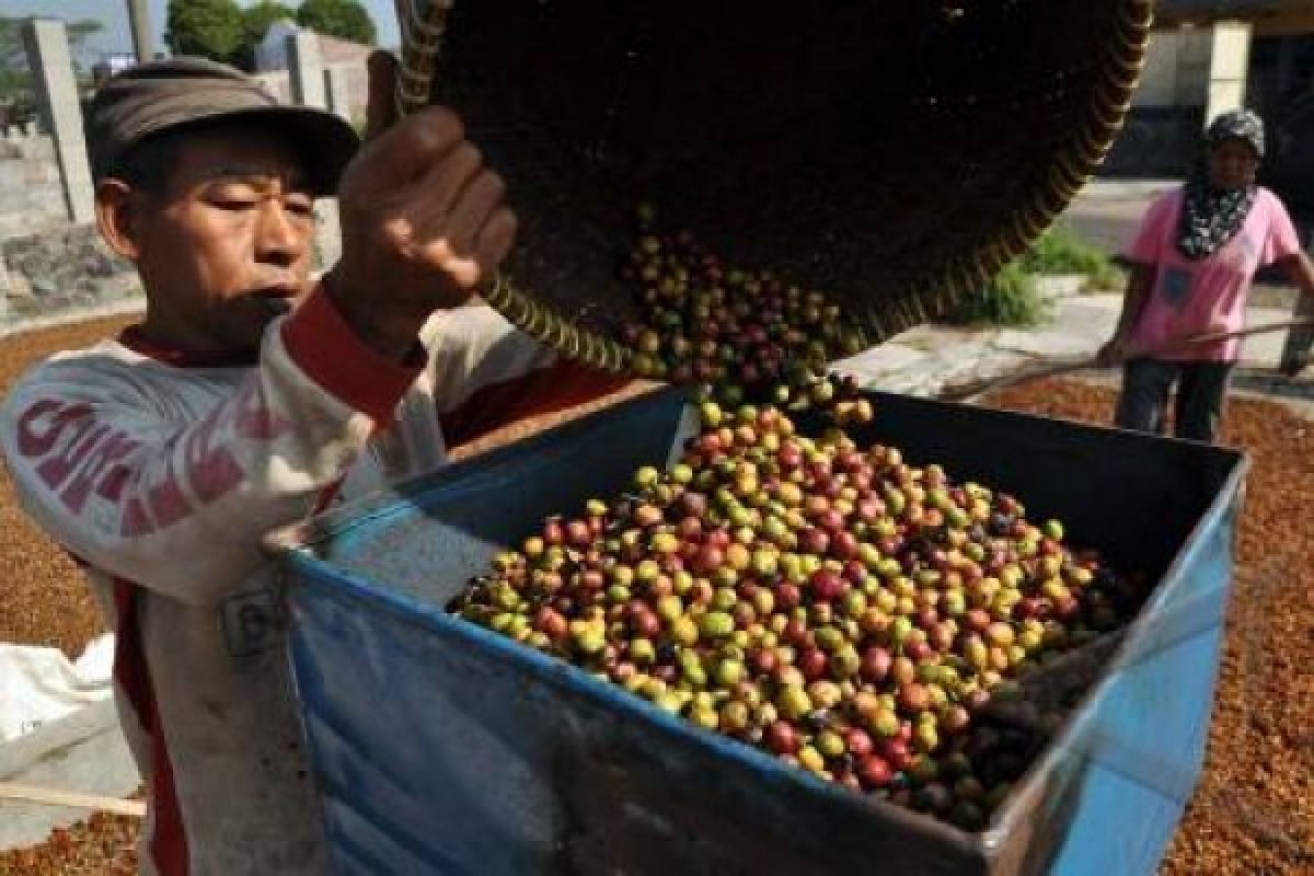 Beralih Tanaman Lain, Jumlah Petani Kopi Jateng Menurun