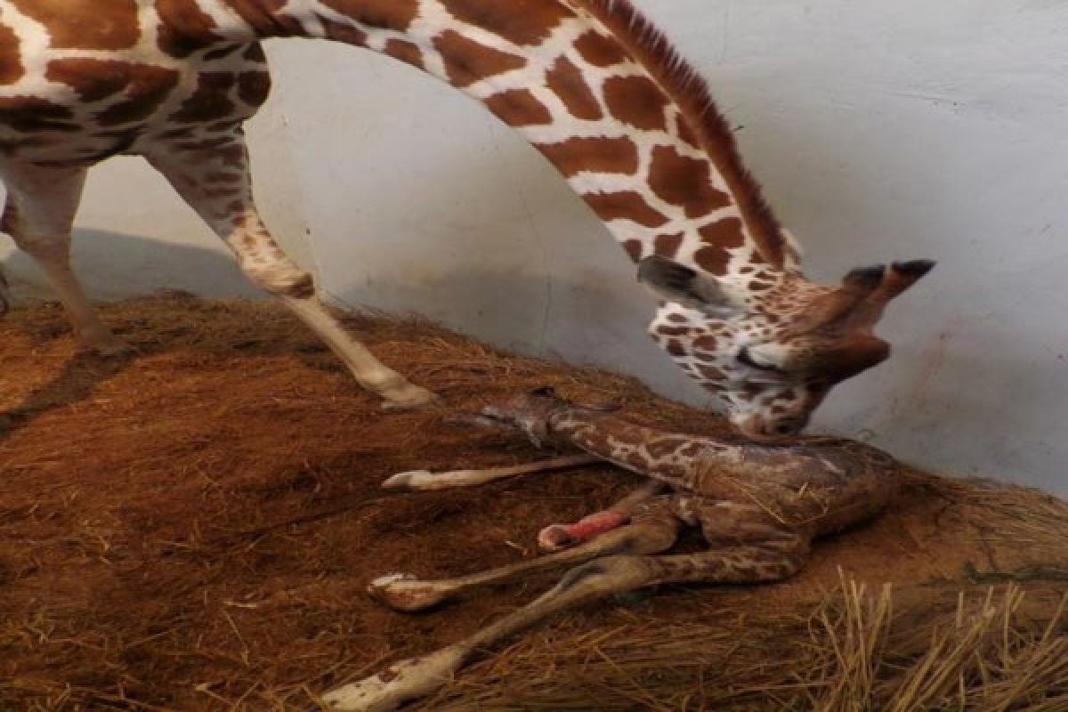 Bayi Jerapah Taman Safari diberi nama 