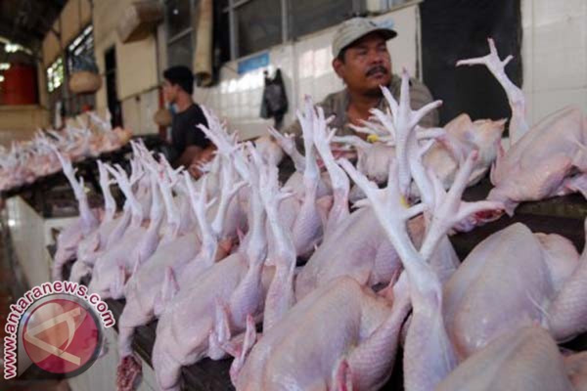 Permintaan ayam potong meningkat awal Ramadhan