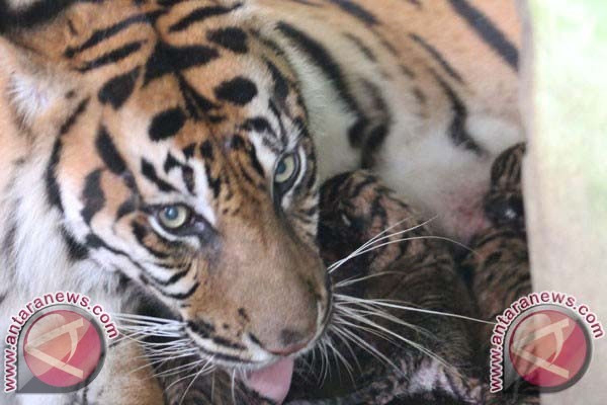 Bukittinggi Beri Dua Ekor Harimau Sumatera ke Bali Zoo