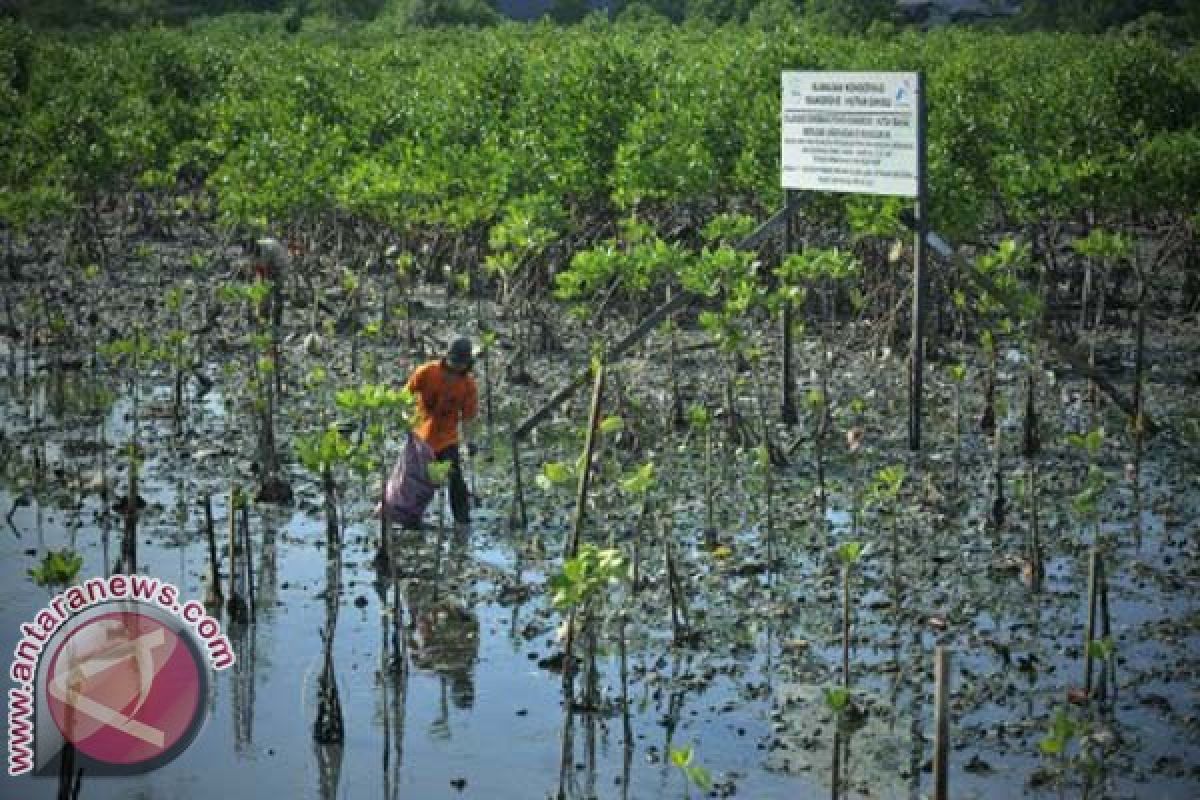 Kontur geografi UNM penanaman mangrove di Jeneponto 