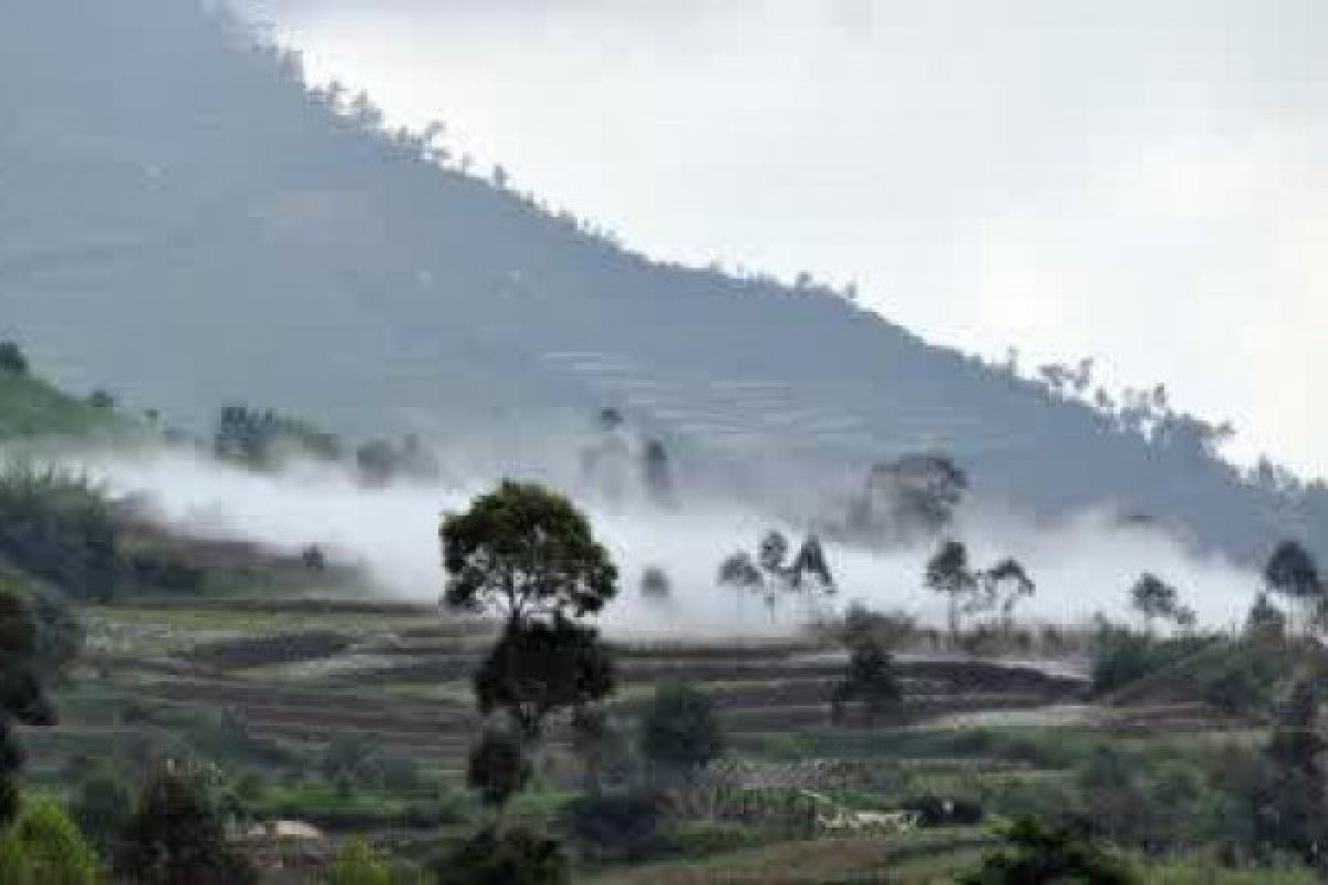 Ratusan Hektare Tanaman Kentang Terkena Embun Upas