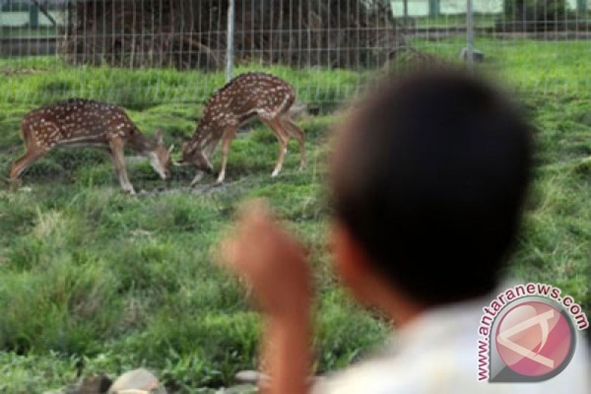 900 hektare lahan penangkaran rusa dikuasai warga