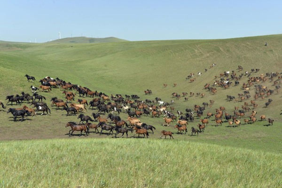 Ribuan ternak mati akibat musim dingin di Mongolia