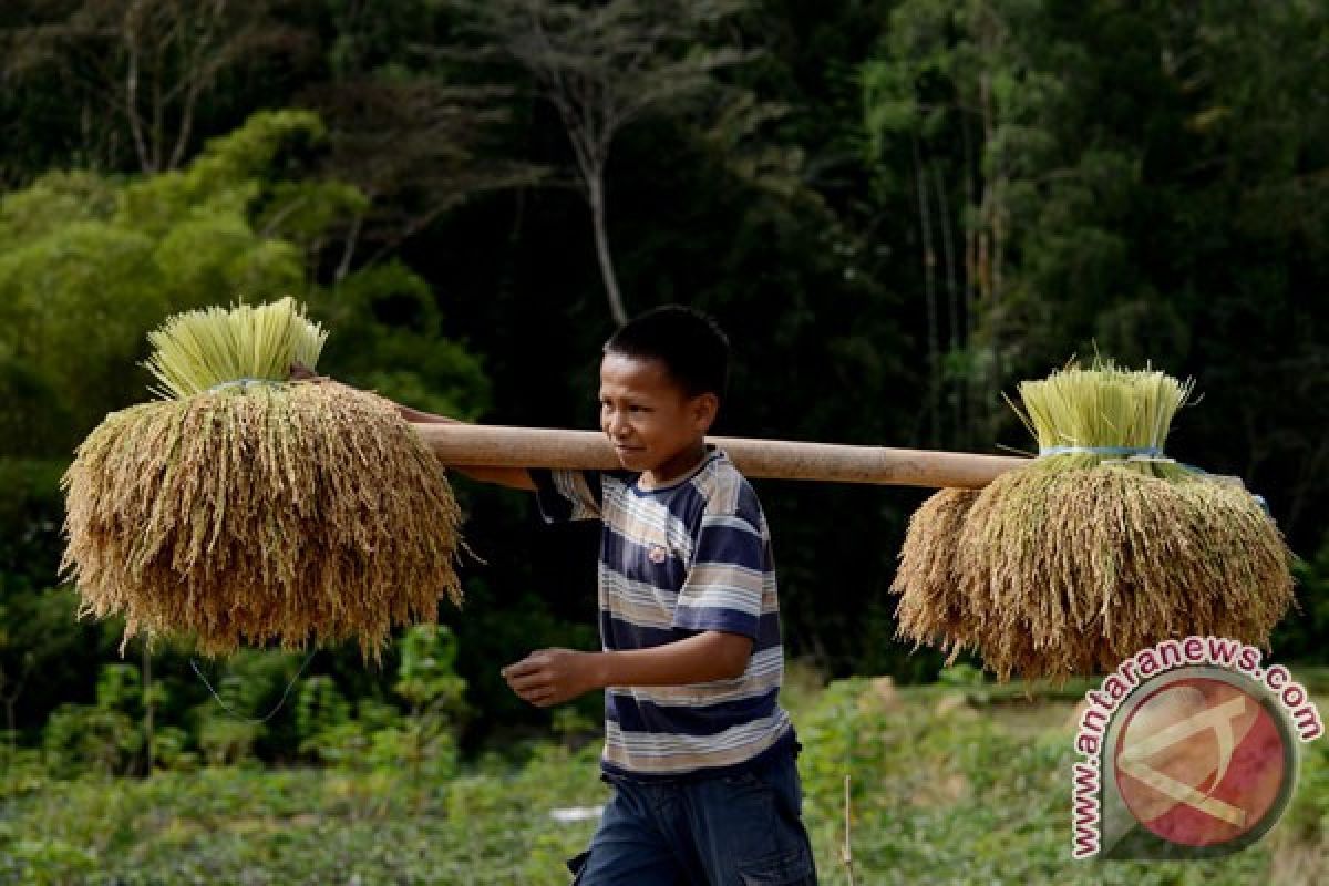 Bantul kembangkan pertanian padi sehat