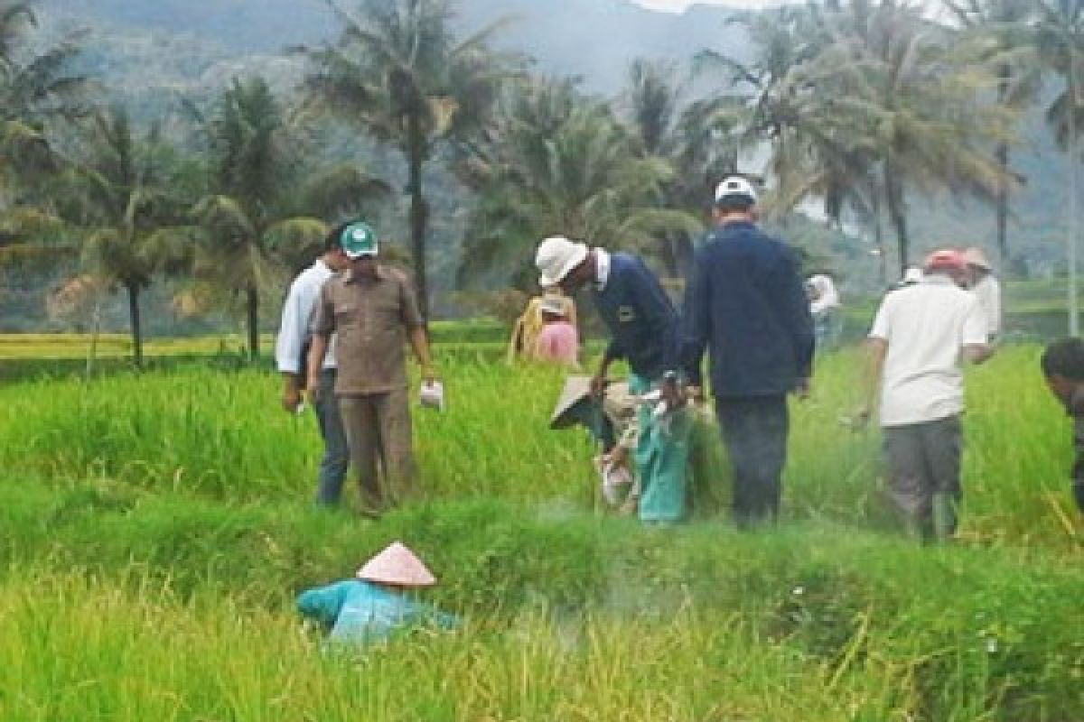 Distan Agam Bantu Petani Atasi Hama Tikus