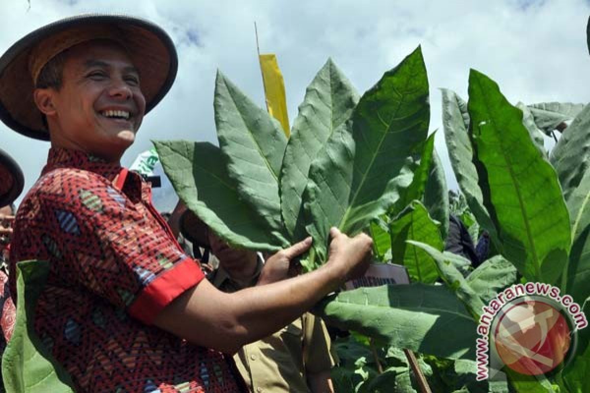 Harapan Gubernur Ganjar saat panen tembakau