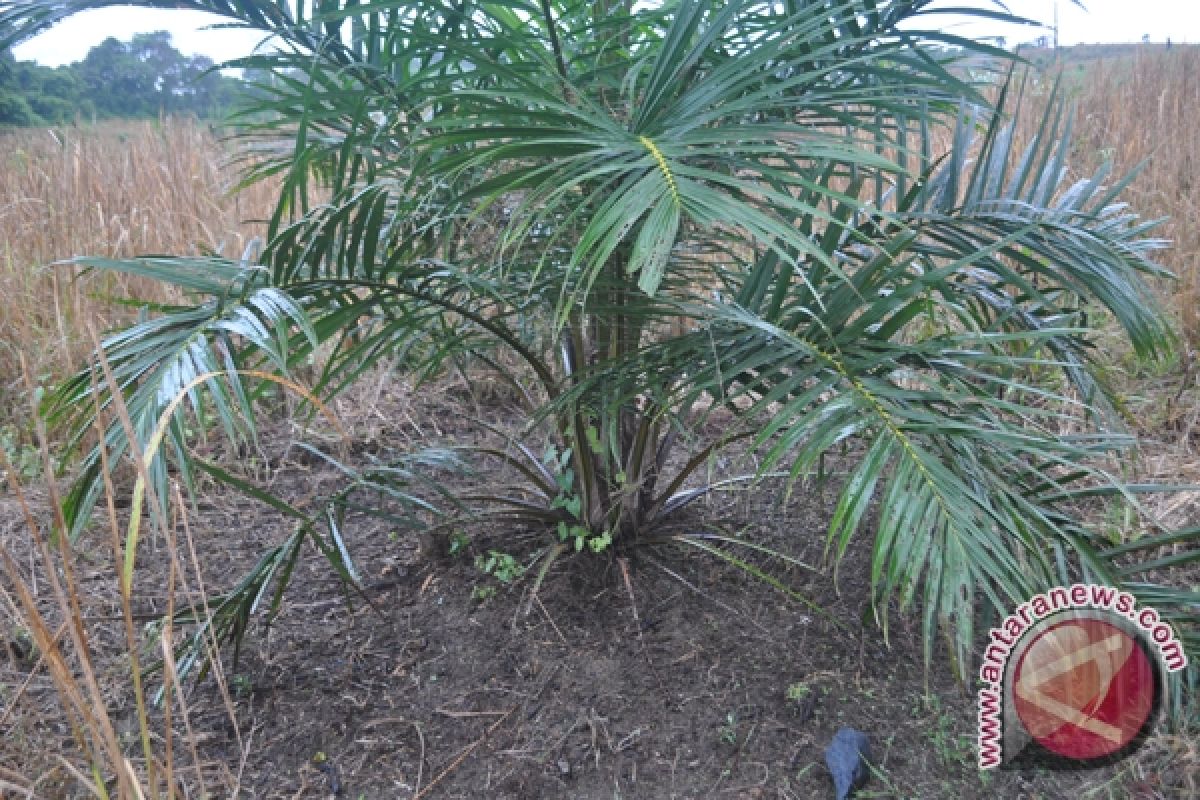 Kotabaru Distributes 22,400 Oil Palm and Rubber Seed