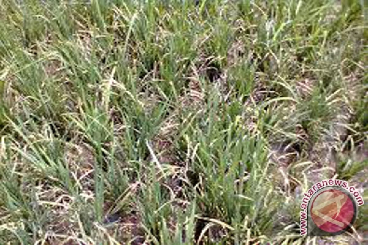 Armyworm Attack Rice in Tabalong