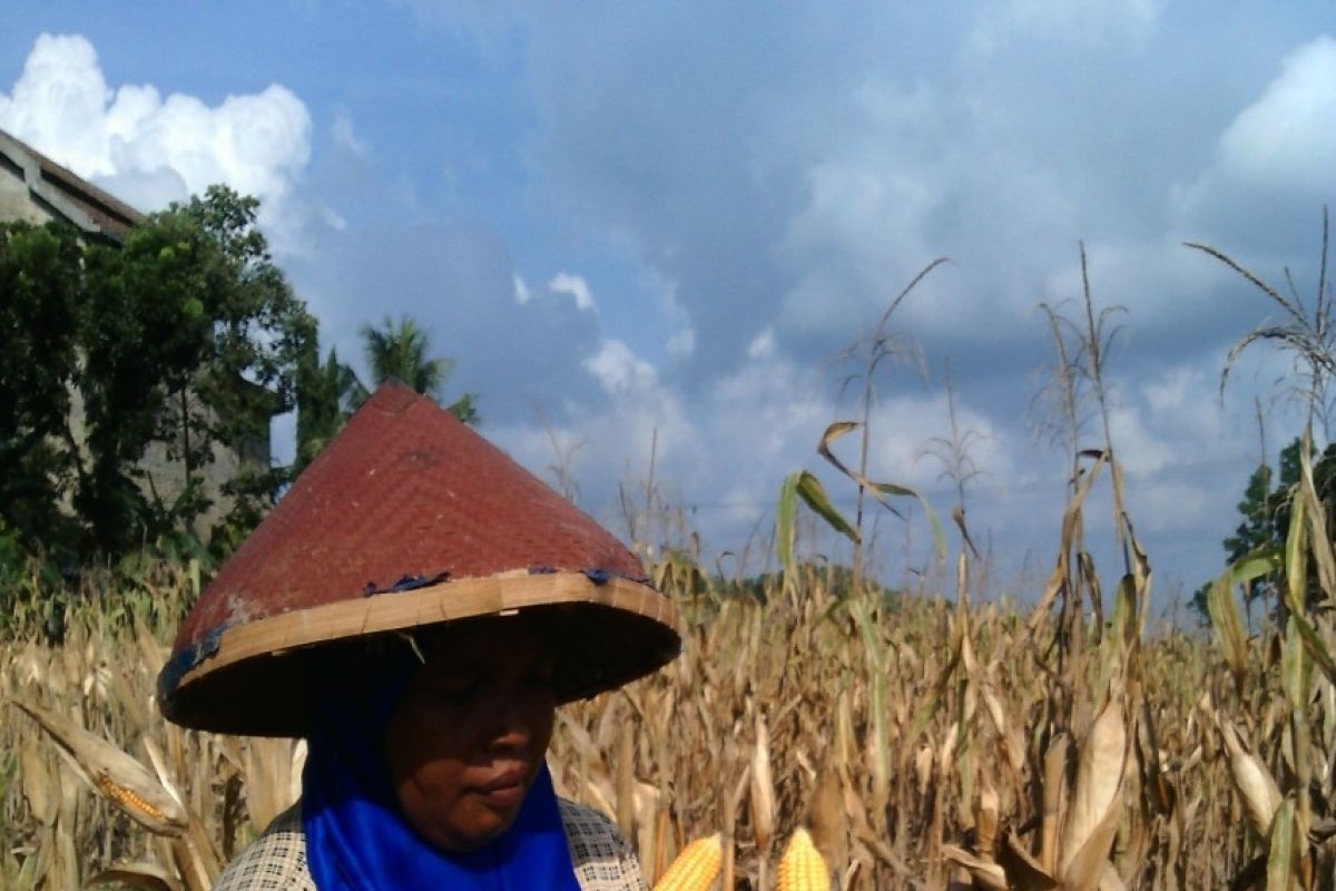 Harga Jagung di Lampung Timur Turun            
