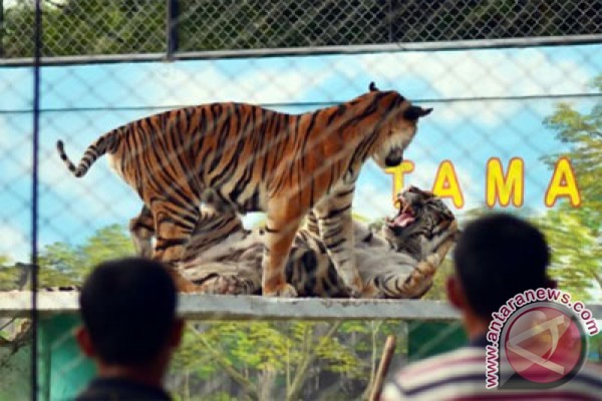 Kebun Binatang Jambi tambah koleksi satwa