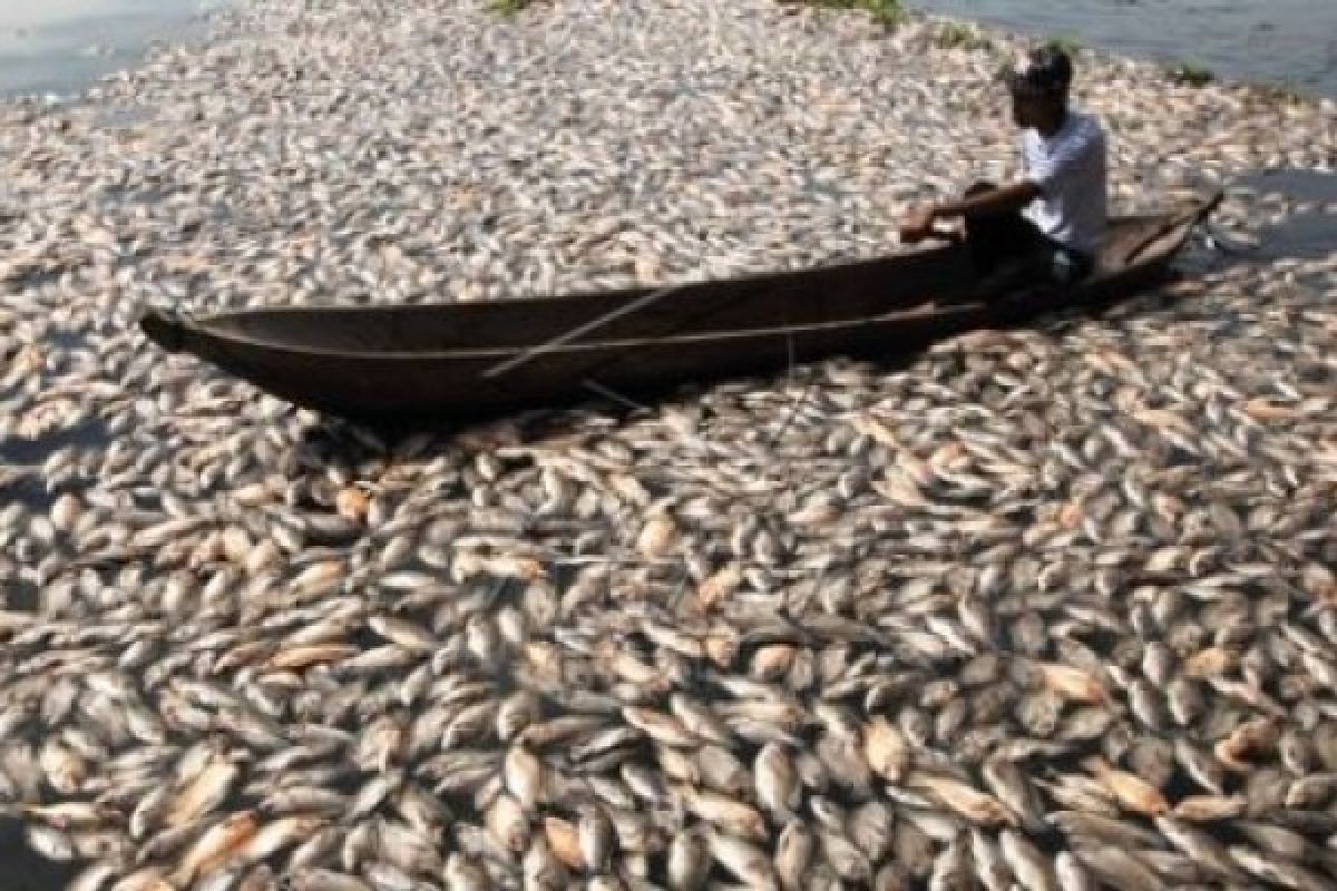 Gagal Kurangi KJA, Pakar: Danau Maninjau Mati