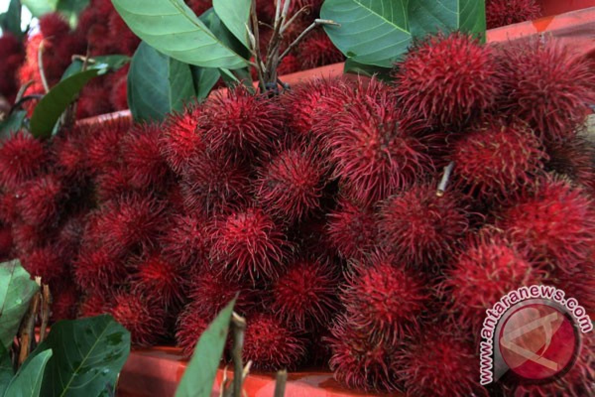 Kutai Timur jadikan rambutan rapiah sebagai buah unggulan