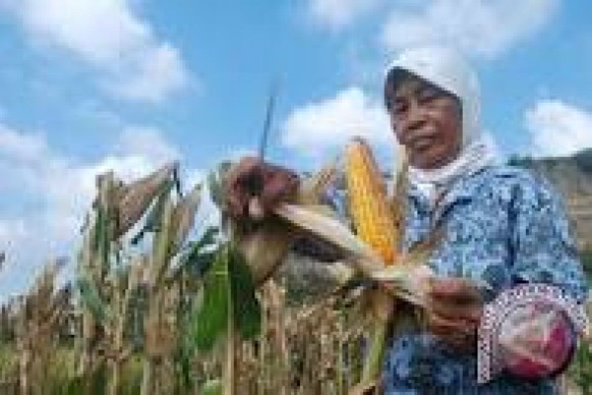 Pemerintah Jauhkan Petani Jagung dari Tengkulak