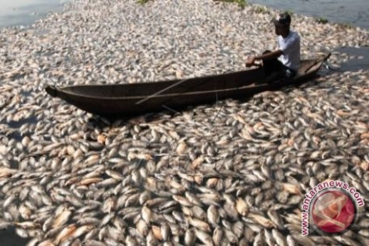 Kematian 50 ton ikan mas di Tanjung Raya akibat belerang