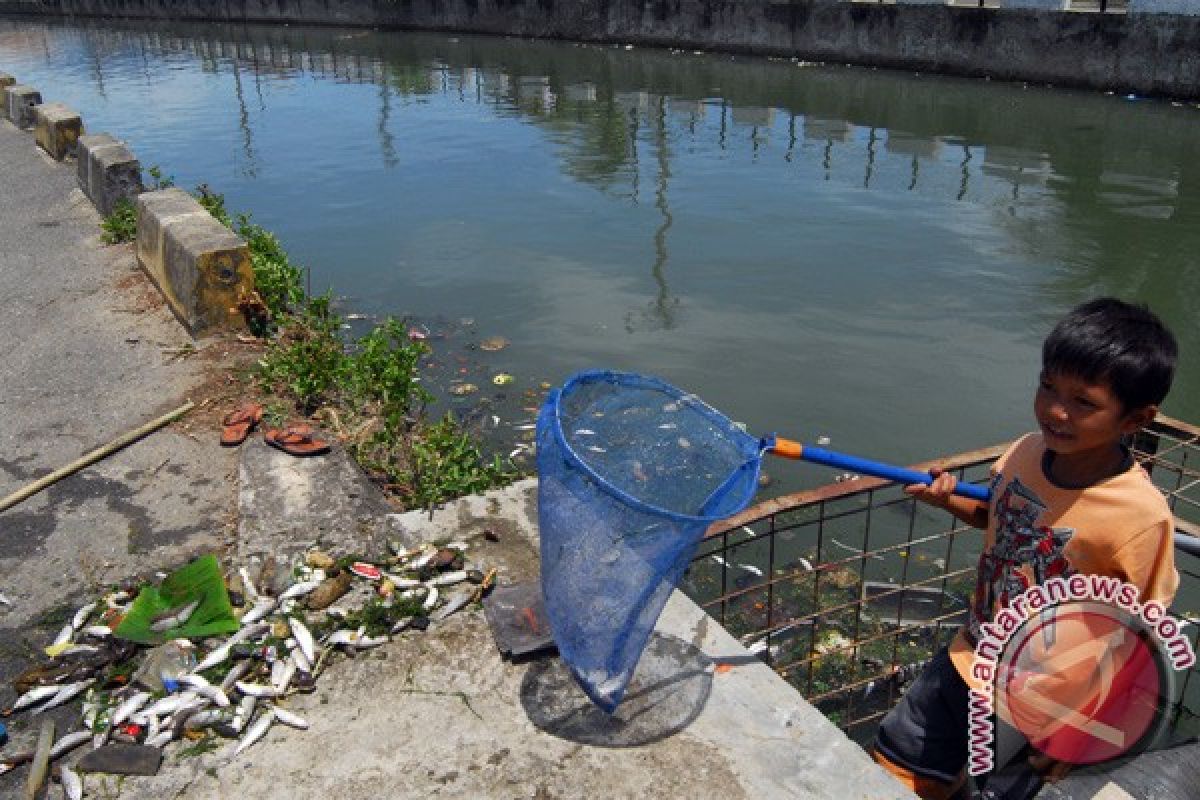 Ribuan Ikan Mati di Sungai Souraya Subulussalam