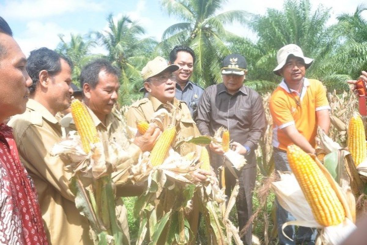 Pemprov Kalbar Dorong Perusahaan Perkebunan Tanam Jagung 