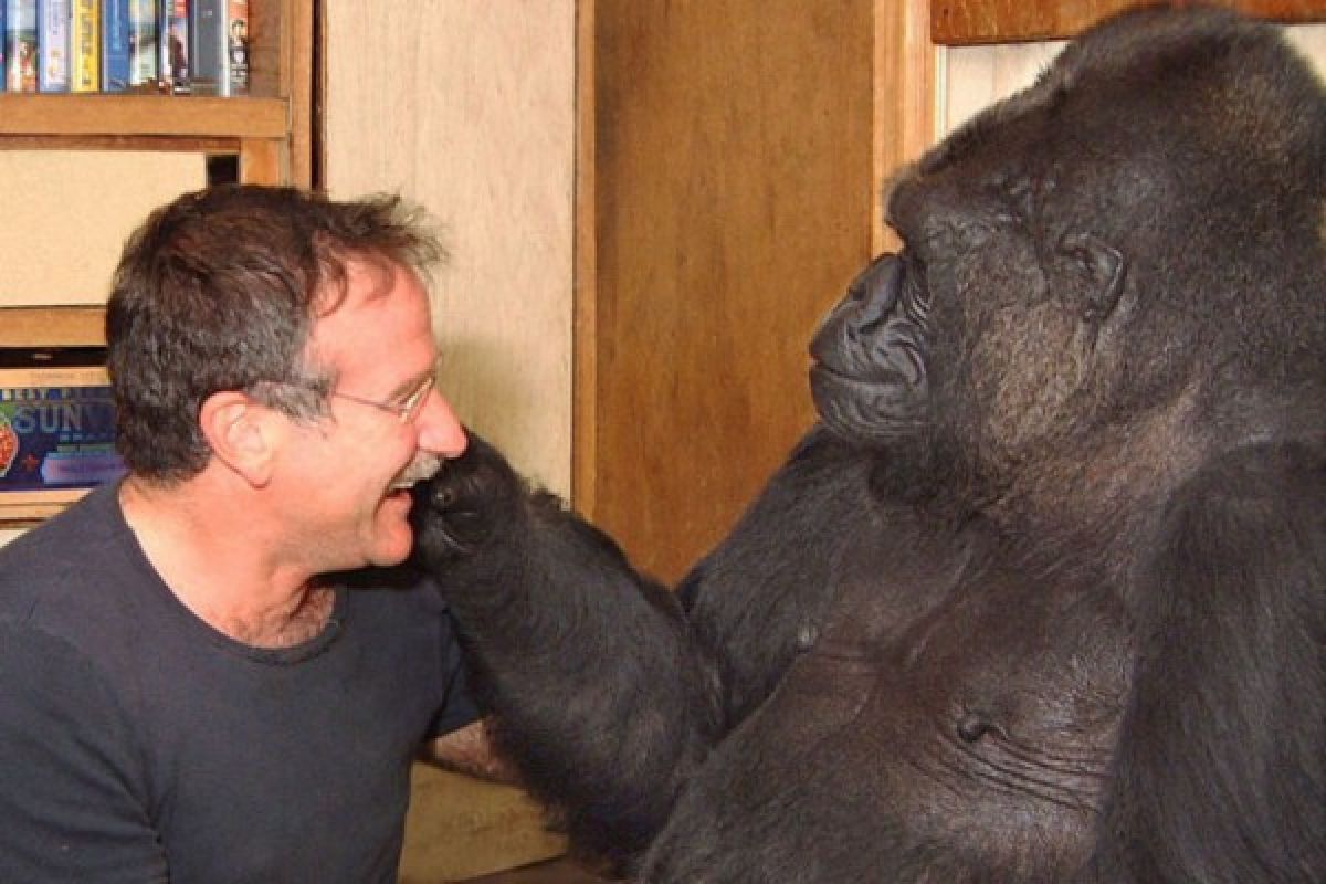 Gorila pun sedih ditinggal Robin Williams