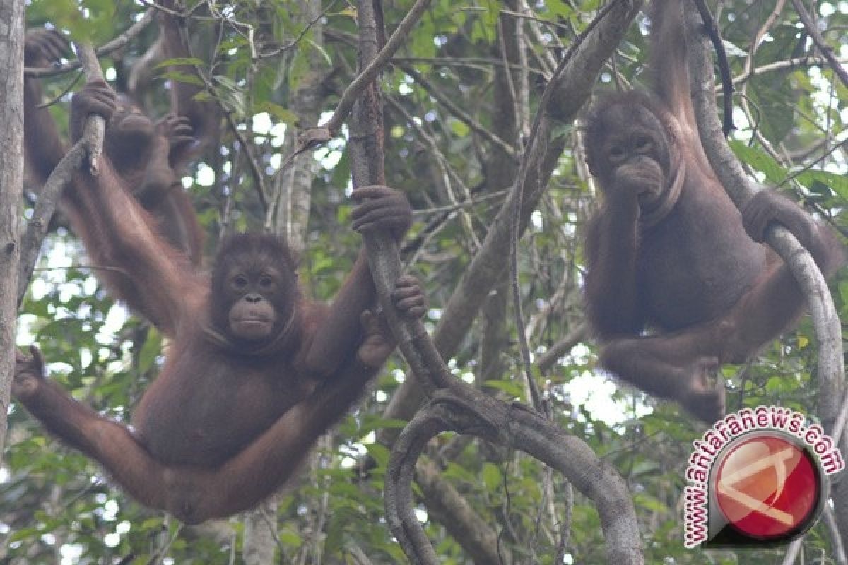 Bridgestone Lanjutkan Bantuan Untuk Pelestarian Orangutan