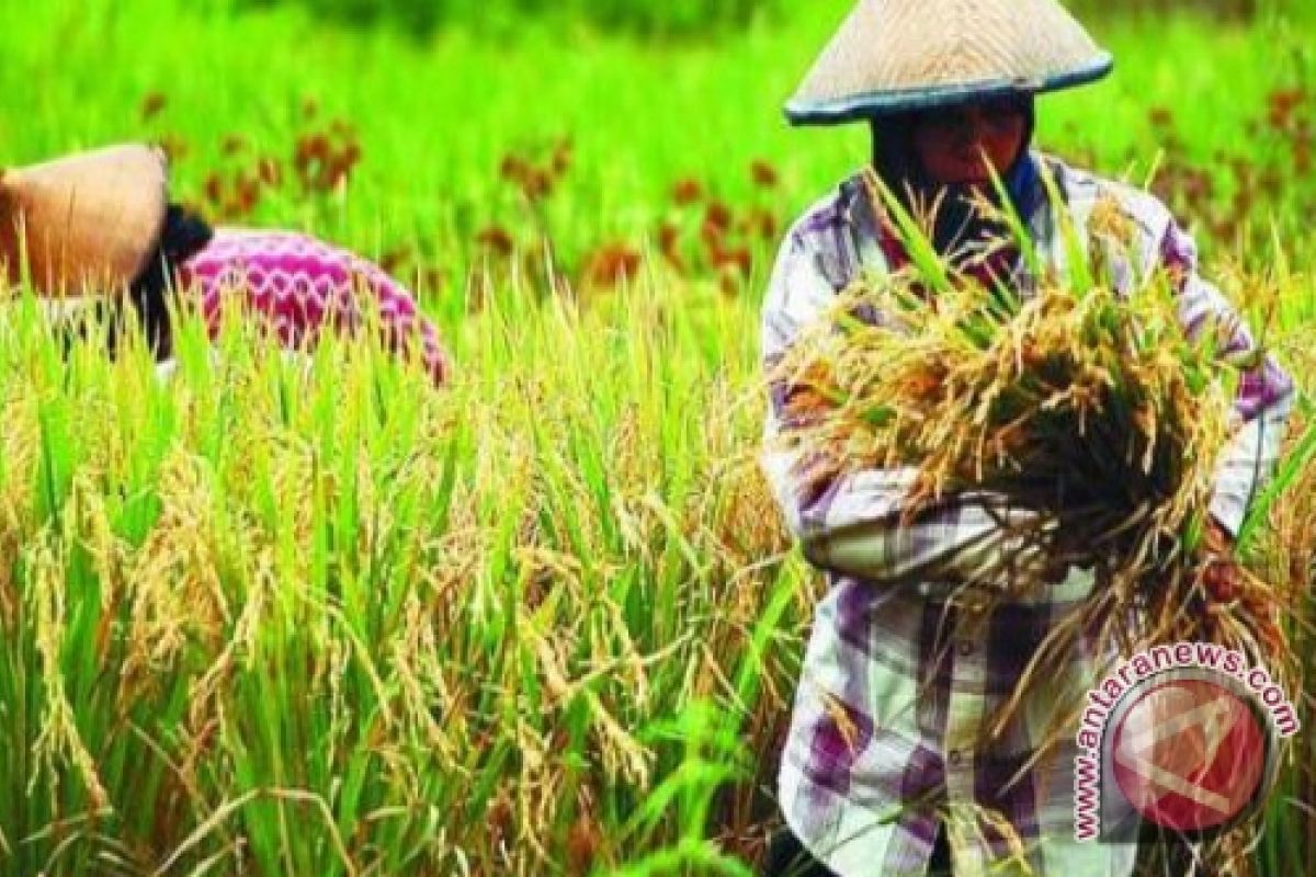 Petani Bangka Minati Padi Varietes Ciherang