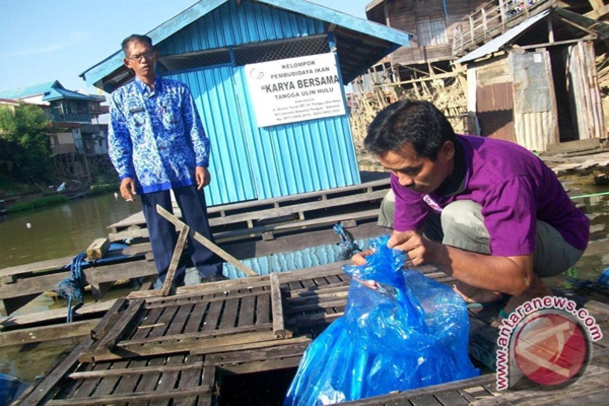 Petani Keramba HSU Rugi Akibat Sungai Keruh