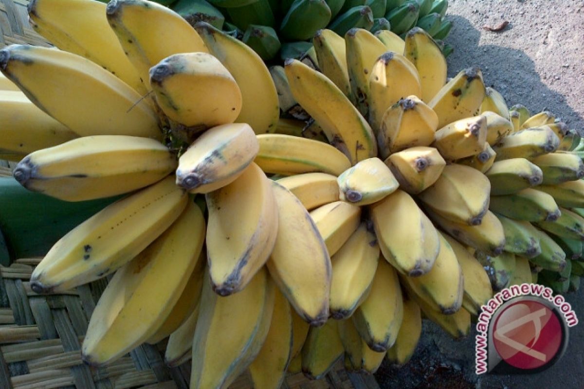 Harga Pisang Kepok Seruyan Bergerak Turun 