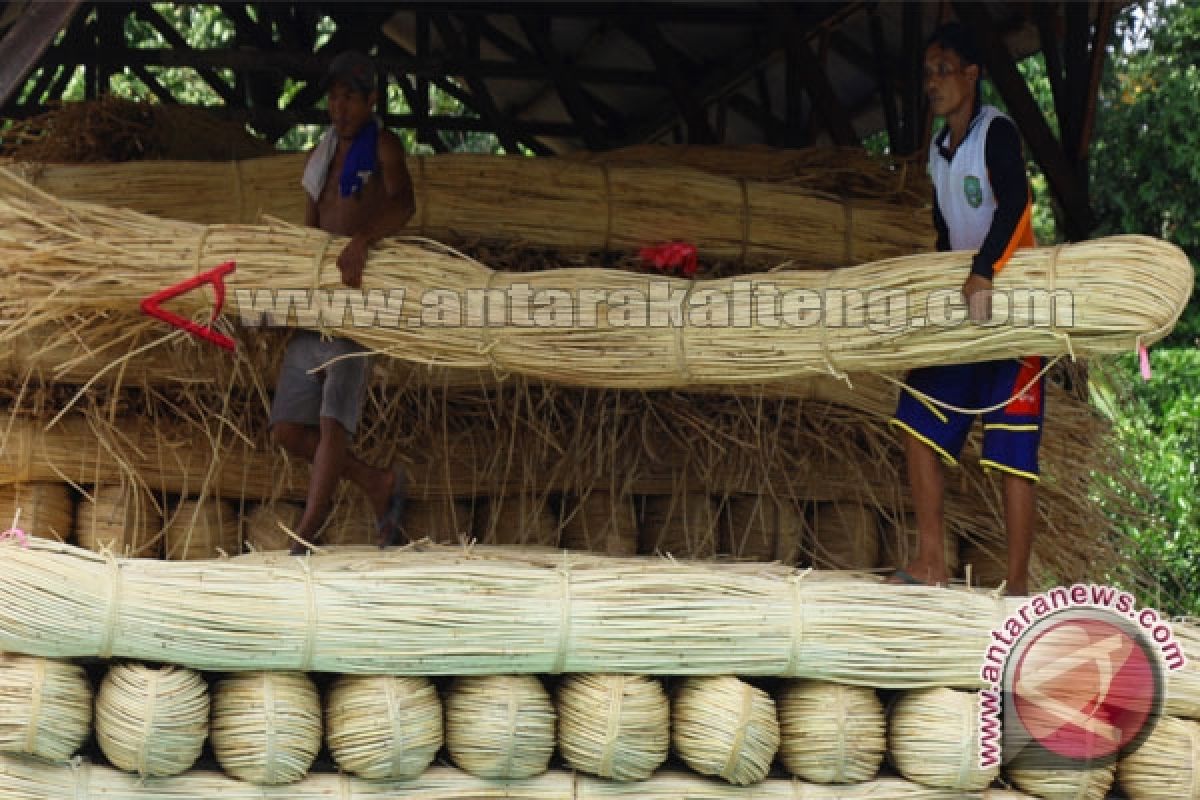 Petani Rotan Minta Tanggung Jawab Pemerintah 