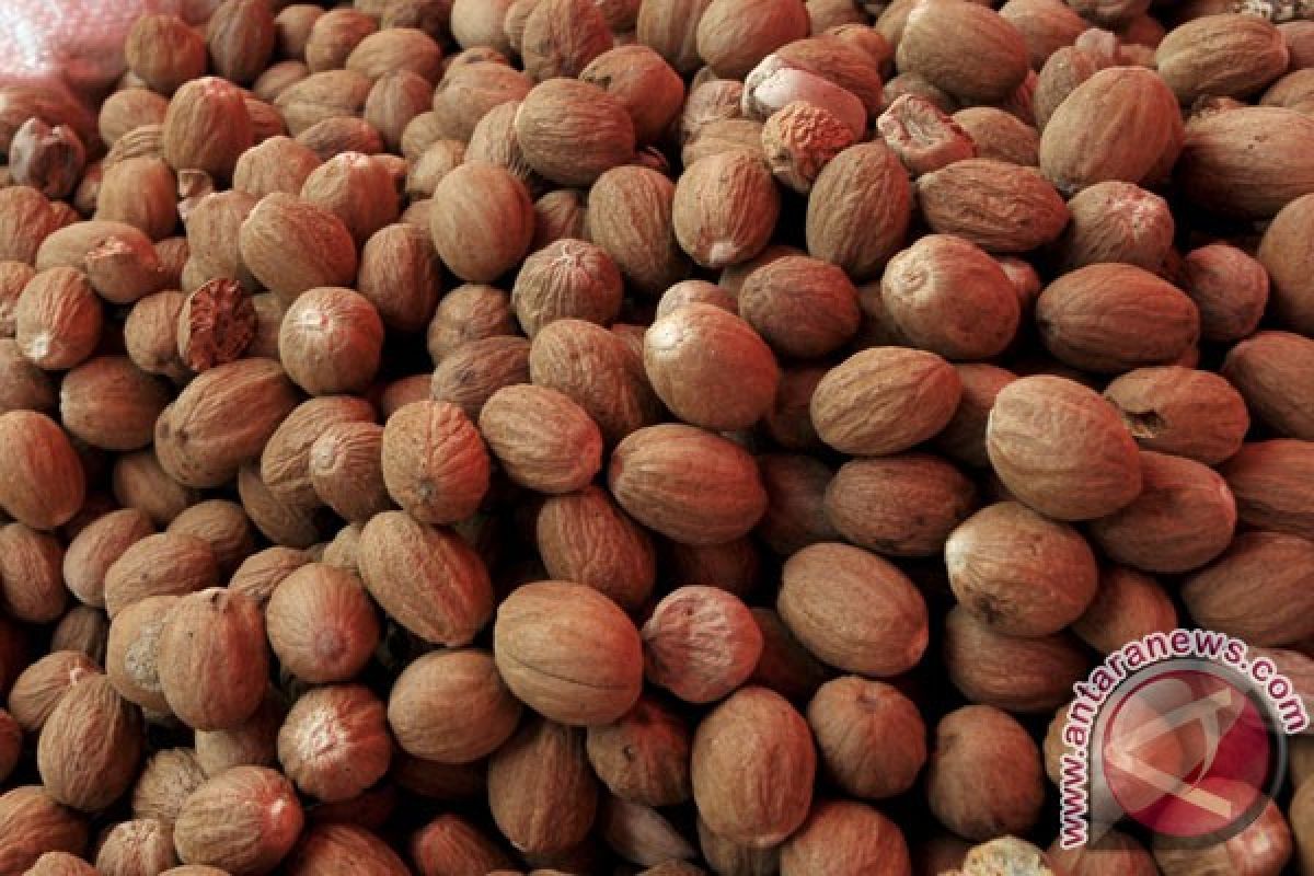 North Sulawesi exports 11.3 tons of nutmeg to Italy