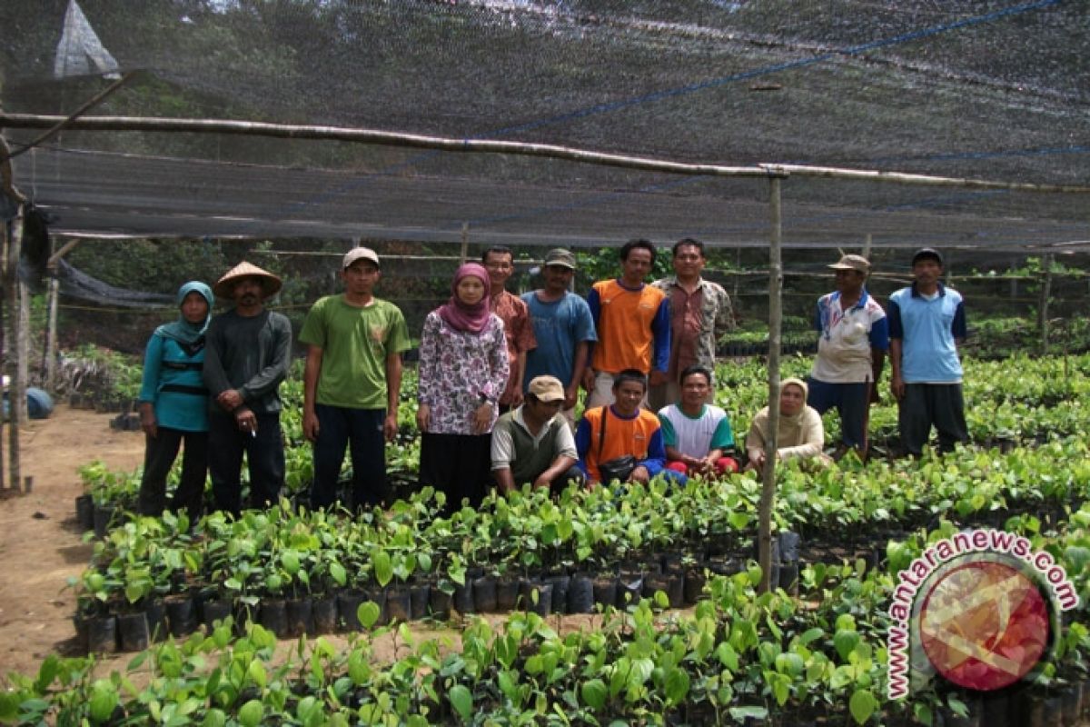 Bangka Tengah Sediakan Bibit Lada Unggul