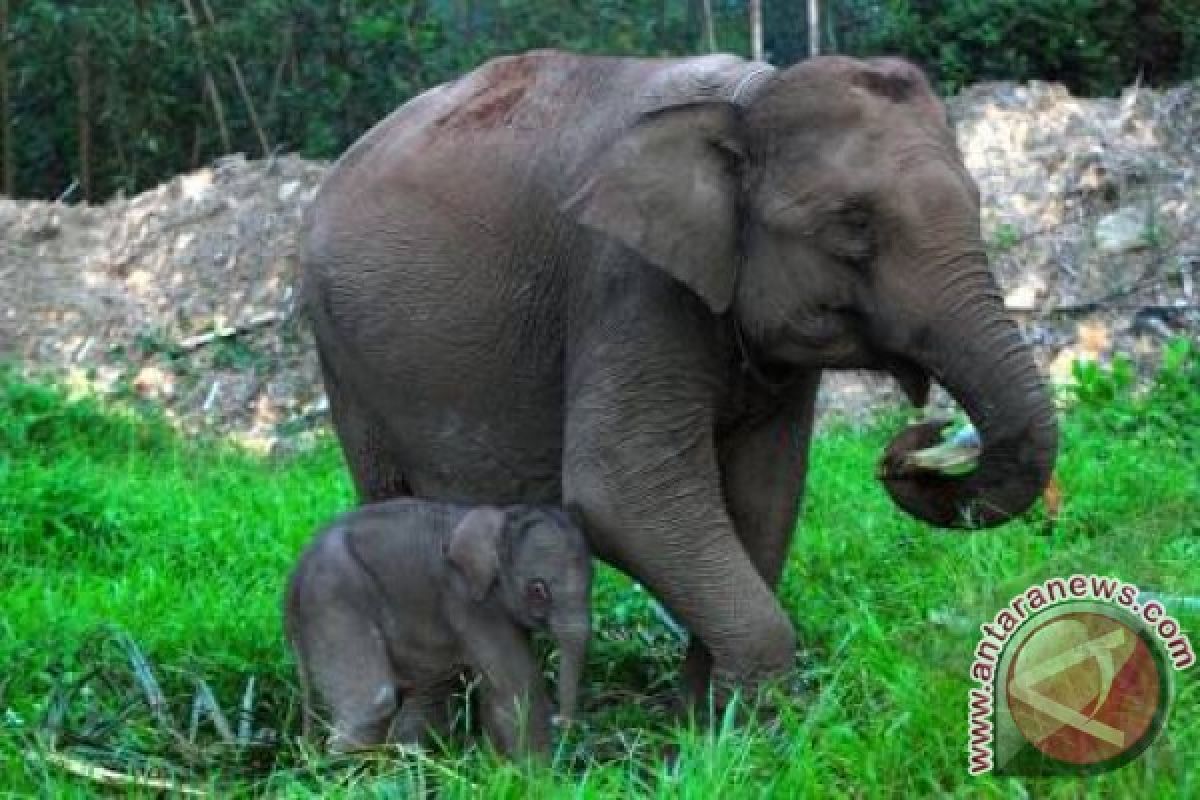 Ditemukan populasi gajah Sumatera di Aceh Barat
